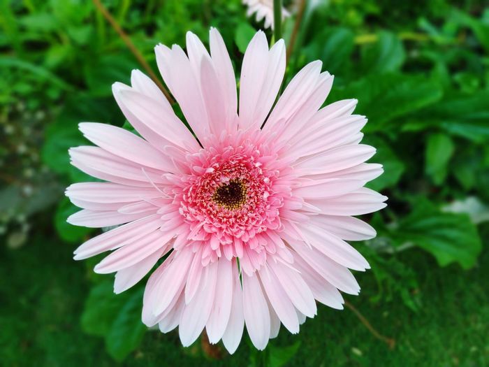 Close-up of pink daisy flower