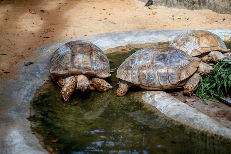 Close-up of turtles in water