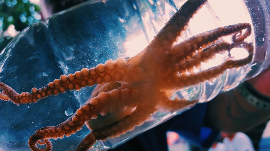 Close-up of octopus in bottle