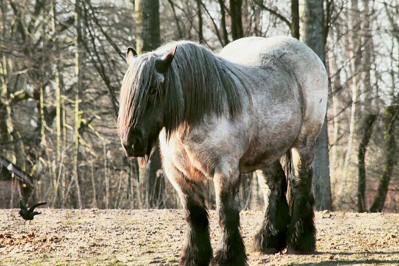 Dwarf pony at forest