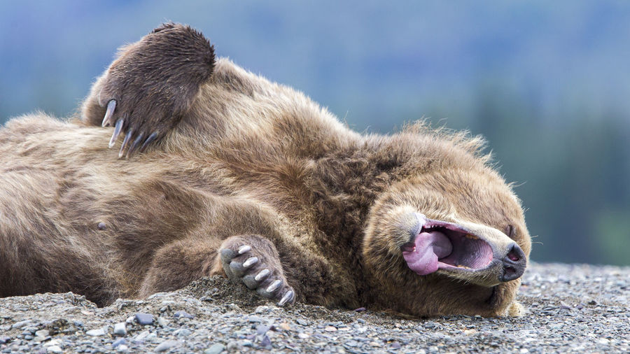Close-up of bear yawning