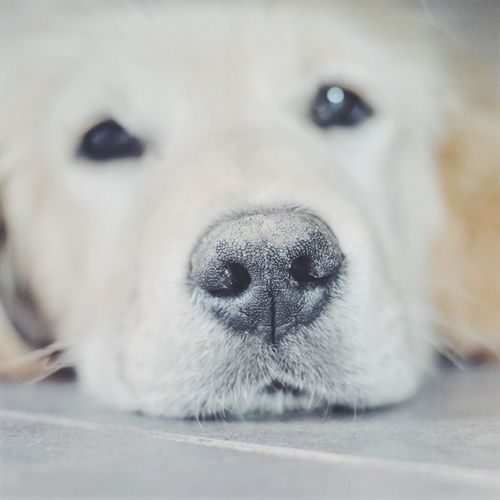Close-up portrait of dog