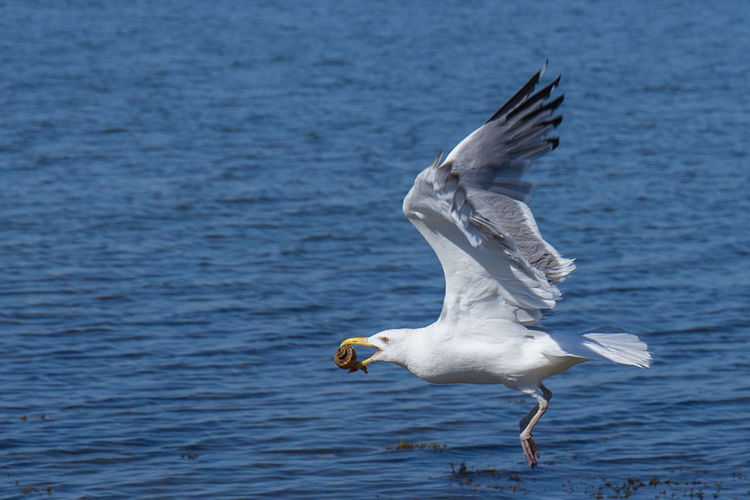 Seagull with seashell between beak flying over sea
