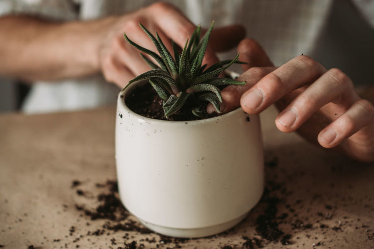 Gardeners hand transplanting succulent in pot on table. concept of home garden