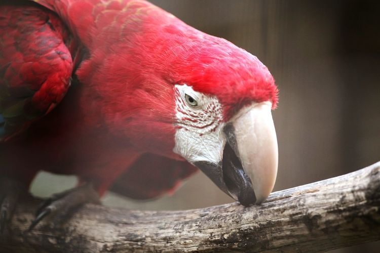 Close-up of red parrot on branch