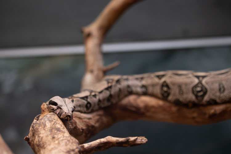 Close-up of snake on branch 