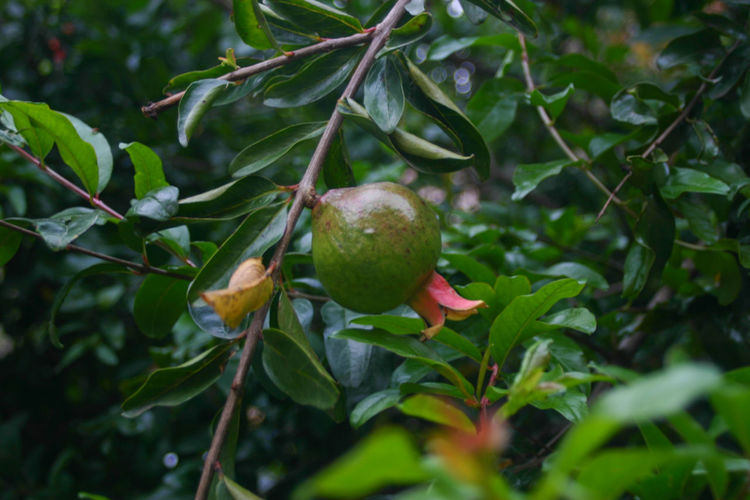 Close-up of fruits growing on tree