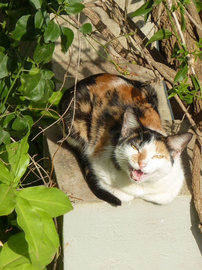 Cat lying on bed
