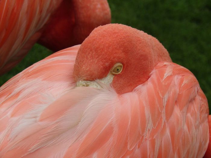 Close-up of flamingoes