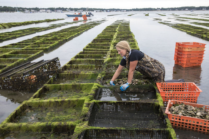 Female shellfish farmer removing oysters from cages