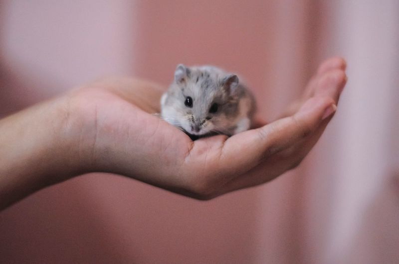 Close-up of hand holding hamster