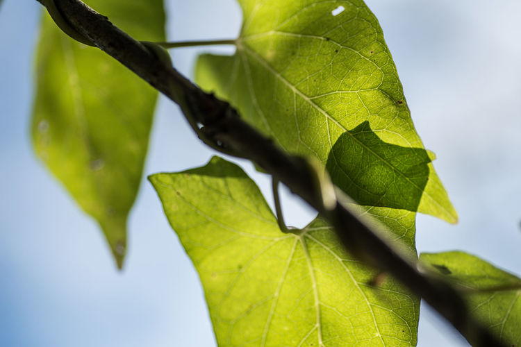 Close-up of fresh green leaves on plant against sky