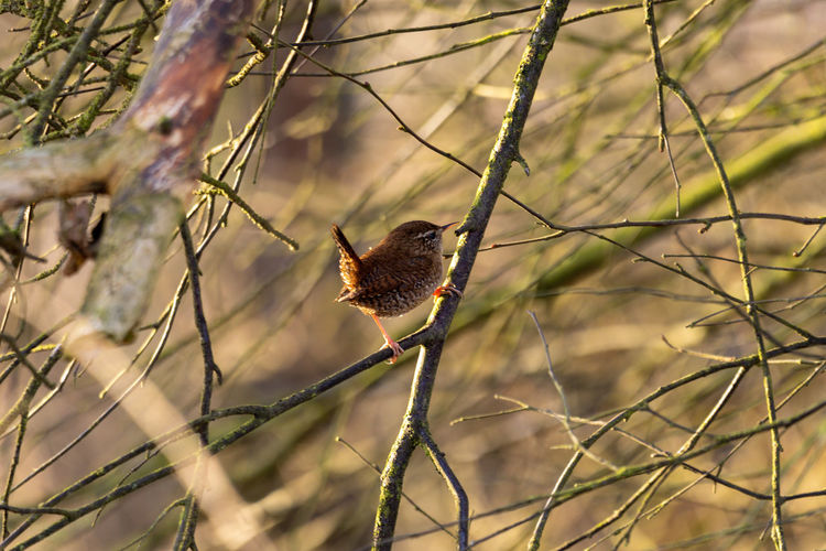 Wren on a branch, closeup