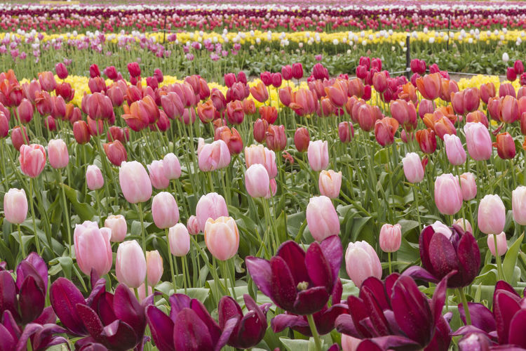 Full frame shot of pink tulips on field