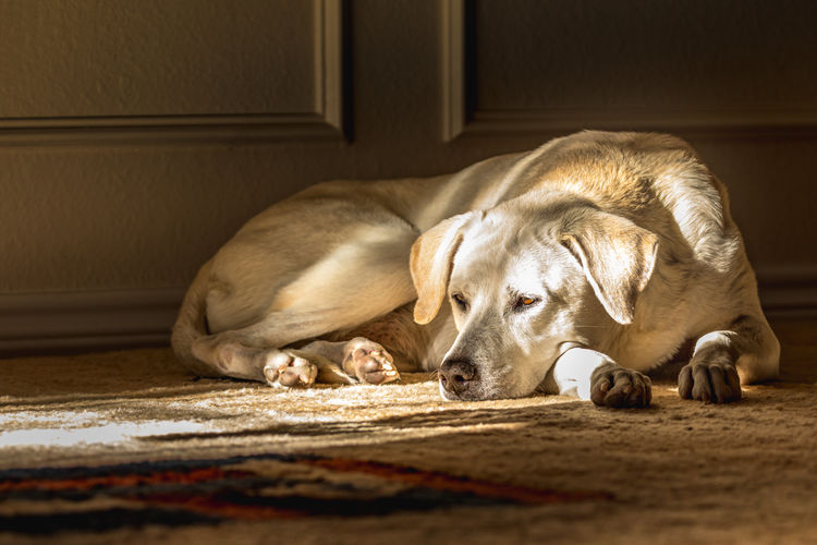 Close-up of a dog sleeping on rug