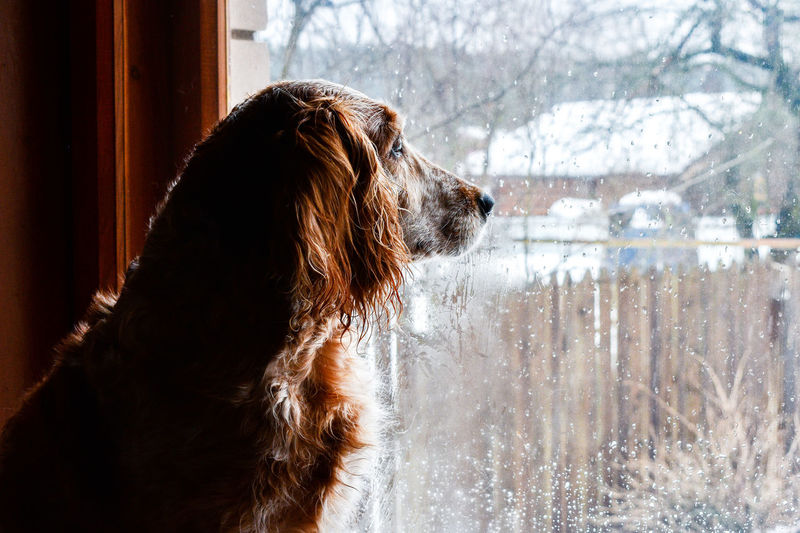 Dog at the window rainy day