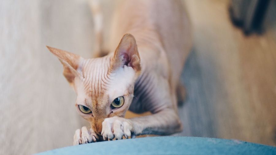 Sphinx cat scratching indoors