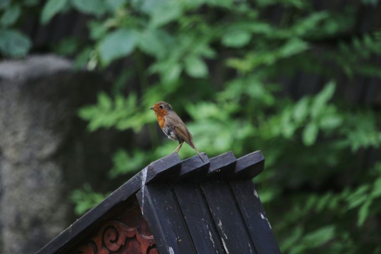 Robin perching on wood