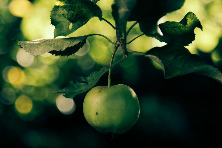 Close-up of granny smith apple growing on tree