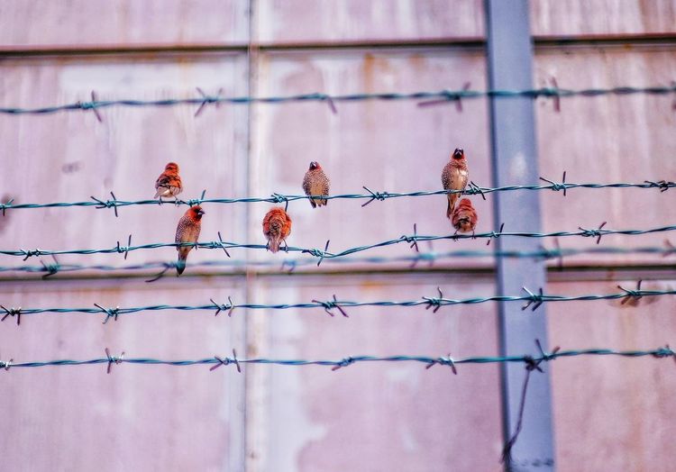 Birds perching on fence