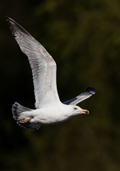 Herring gull, european herring gull, larus argentatus in the flight