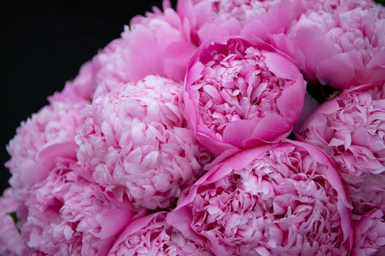 Close-up of pink flower bouquet against black background