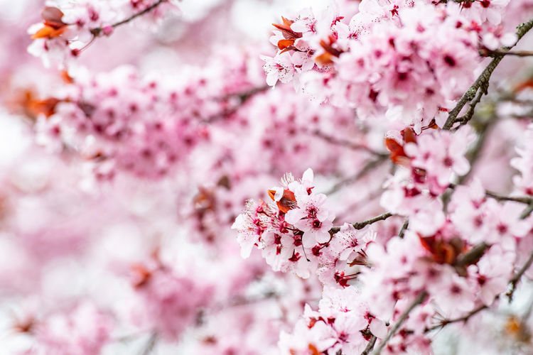 Close-up of pink cherry blossoms in spring