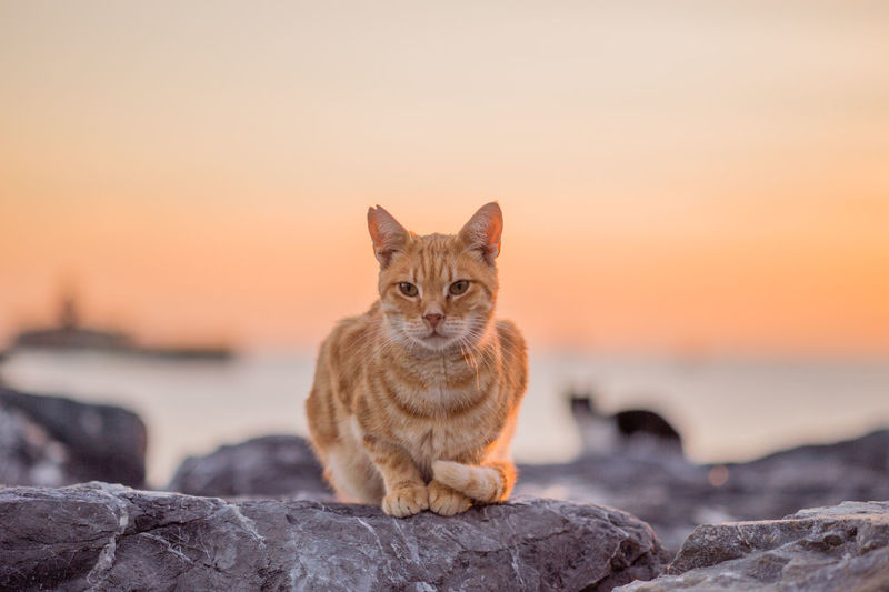 Close-up of cat