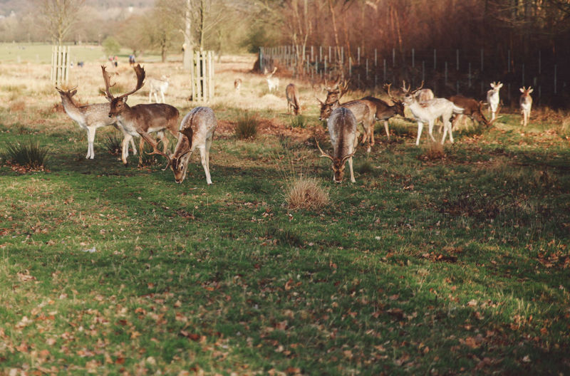 Herd of deer grazing on field at richmond park