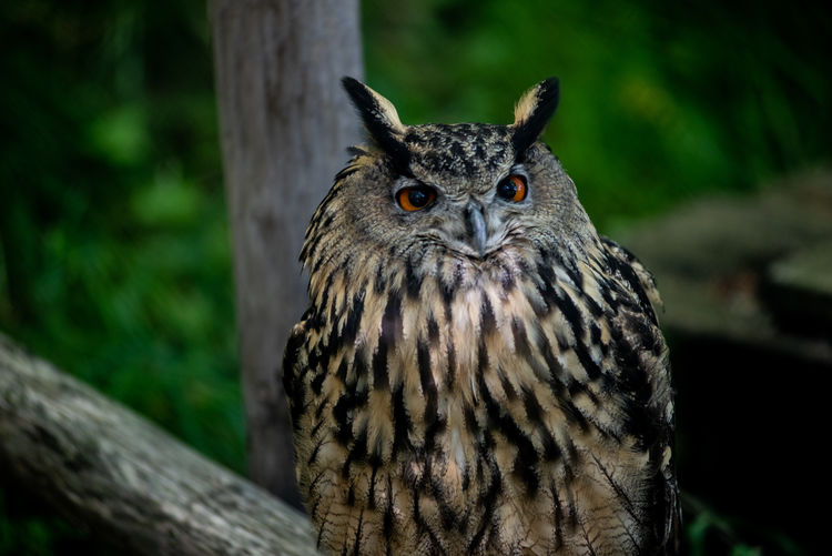 Close-up portrait of owl on tree