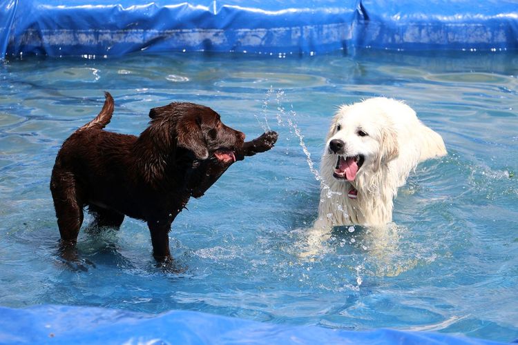 two cute dogs
