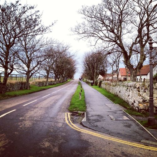 Road passing through bare trees
