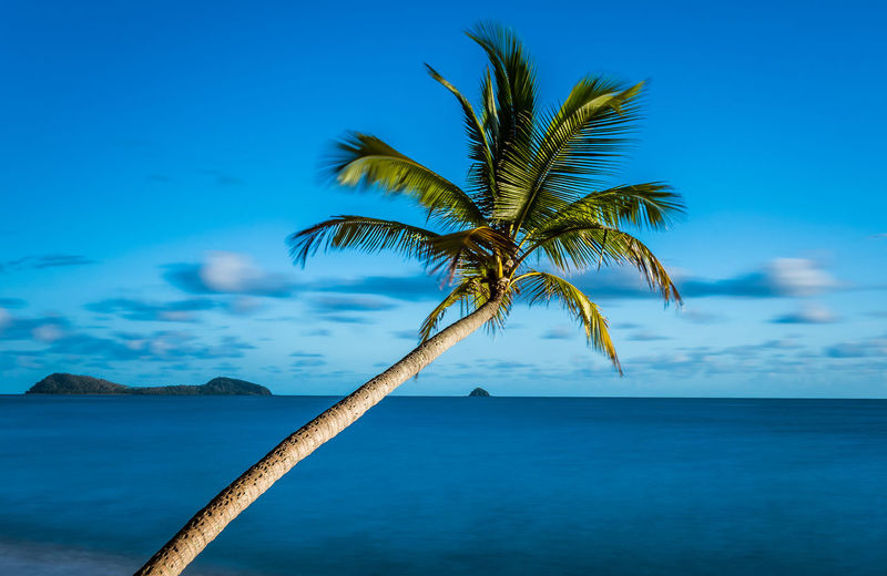 Palm tree by sea against blue sky