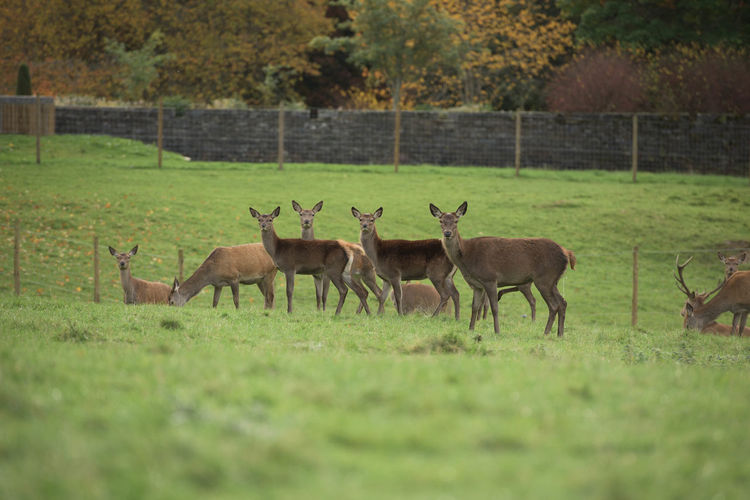 Deer on field against trees