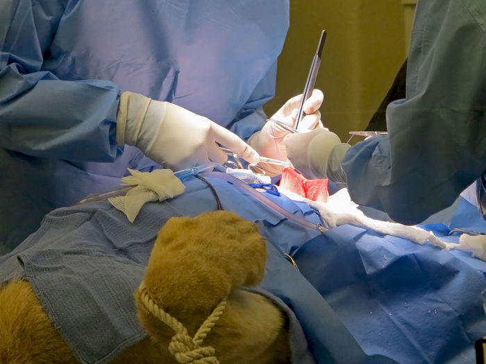 Midsection of vets operating mammal
