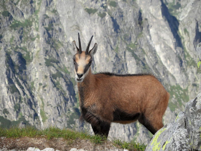 Portrait of chamois against mountains