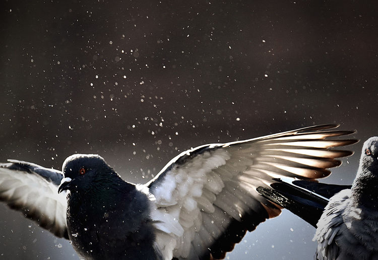 Birds flying in the sky
