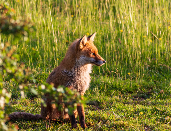 Side view of an animal on grass