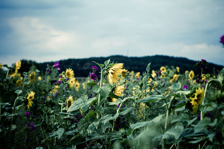 Close-up of purple flowering plants on field