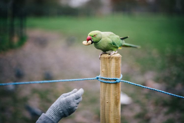Person feeding parrot