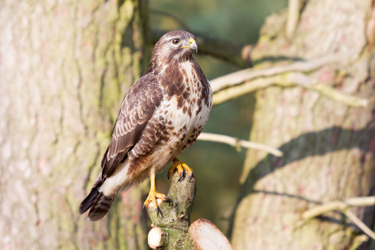 Sublime looking buzzard on sawed off tree in sunshine
