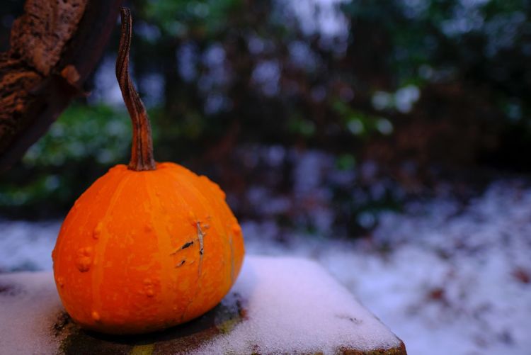 Close-up of pumpkin on tree during winter