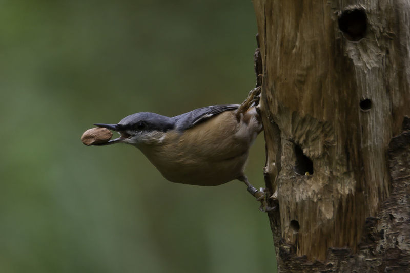 Close-up of bird with nut in beak perching on tree trunk
