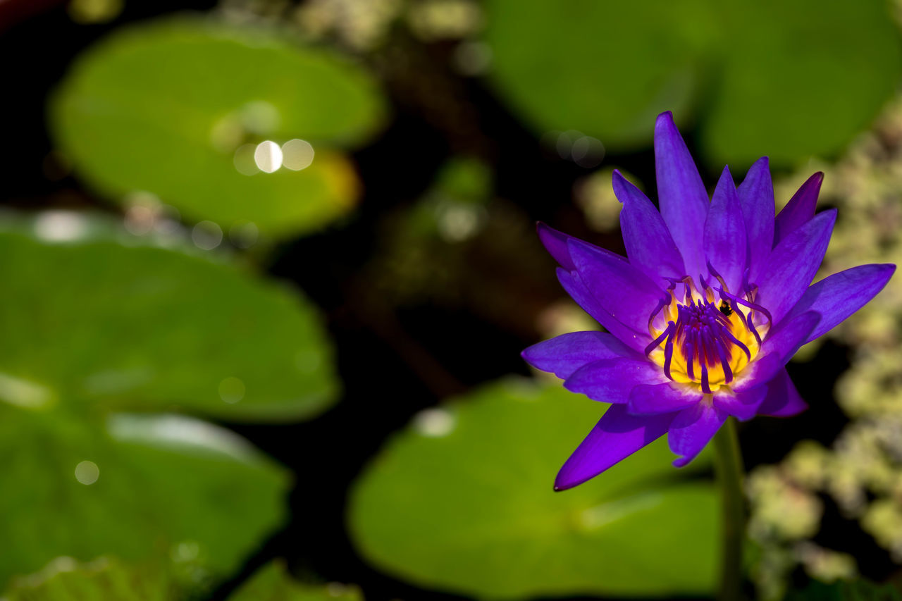 CLOSE-UP OF PURPLE FLOWER AGAINST WATER