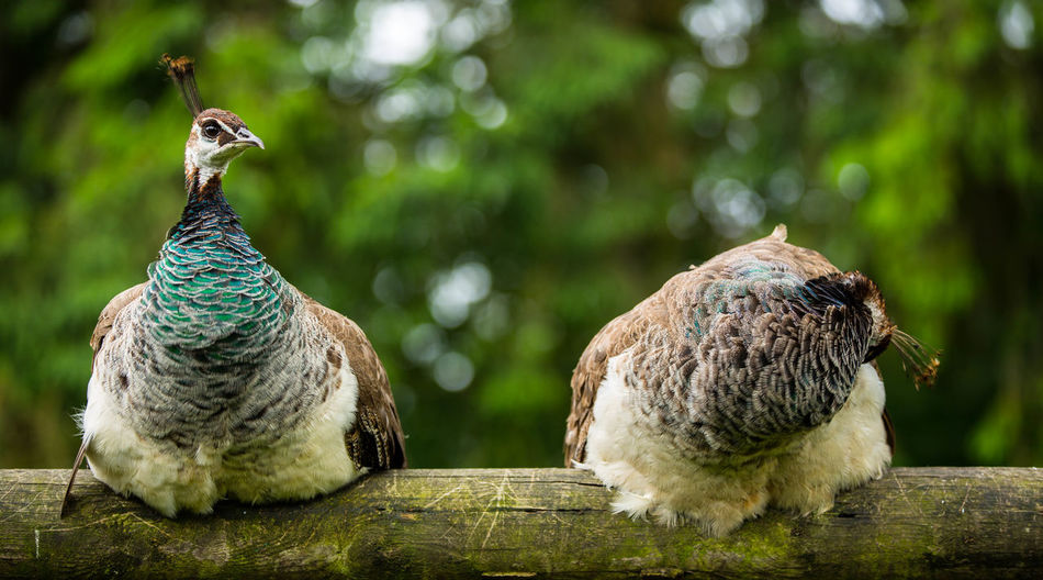 Peahens on wooden railing