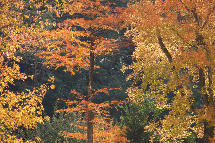 View of trees in forest during autumn