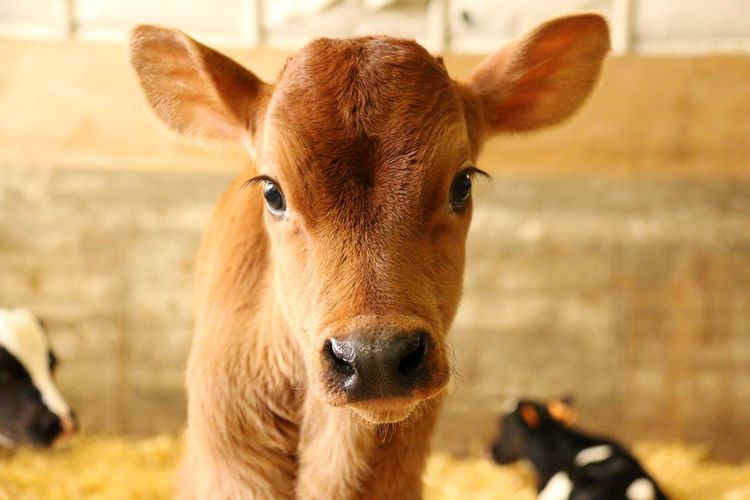 Portrait of calf at dairy farm