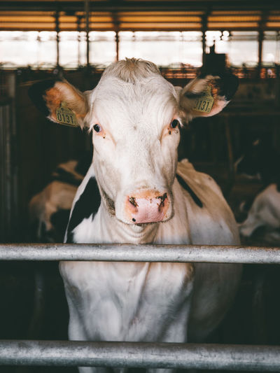 Close-up portrait of cow standing in pen