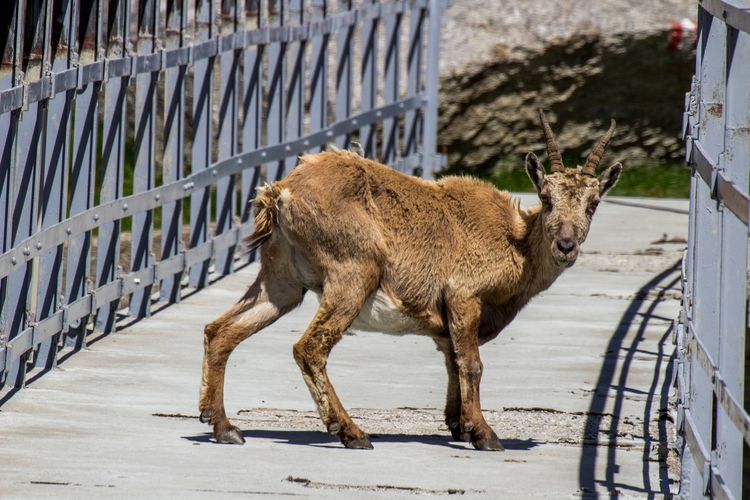 Portrait of alpine ibex standing on footbridge