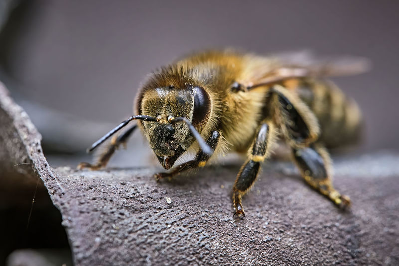 Close-up of bee